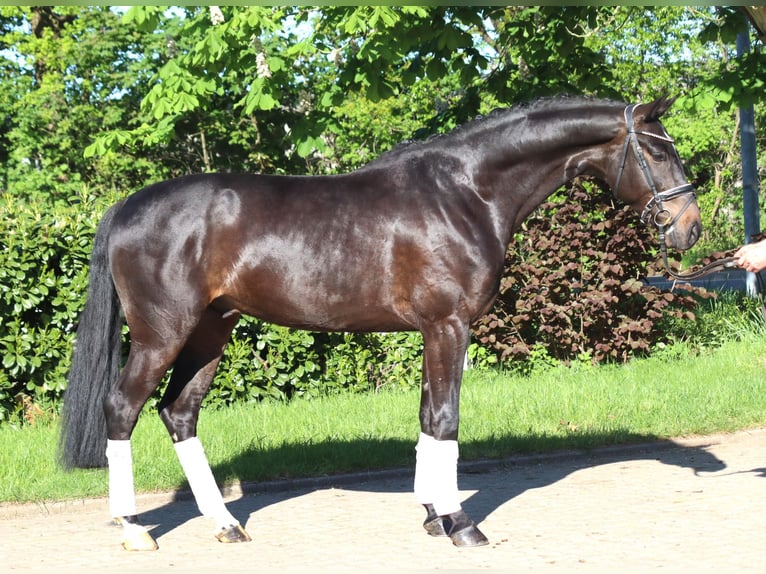 Hannoveriano Caballo castrado 4 años 172 cm Castaño in Selsingen