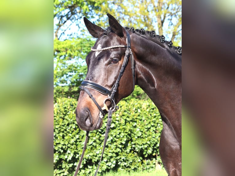 Hannoveriano Caballo castrado 4 años 172 cm Castaño in Selsingen