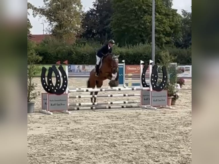 Hannoveriano Caballo castrado 4 años 172 cm Castaño in Uetze