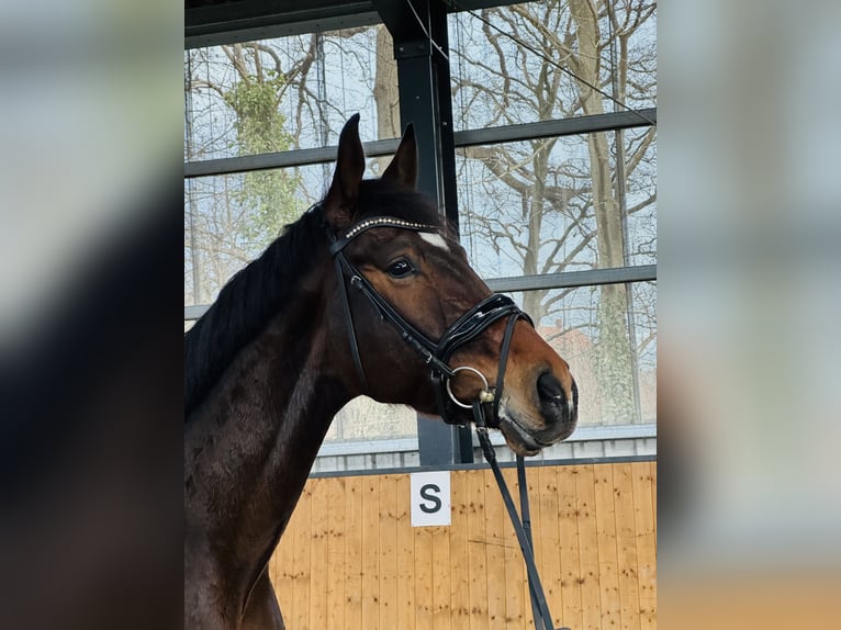 Hannoveriano Caballo castrado 4 años 172 cm Castaño oscuro in Hohenhameln