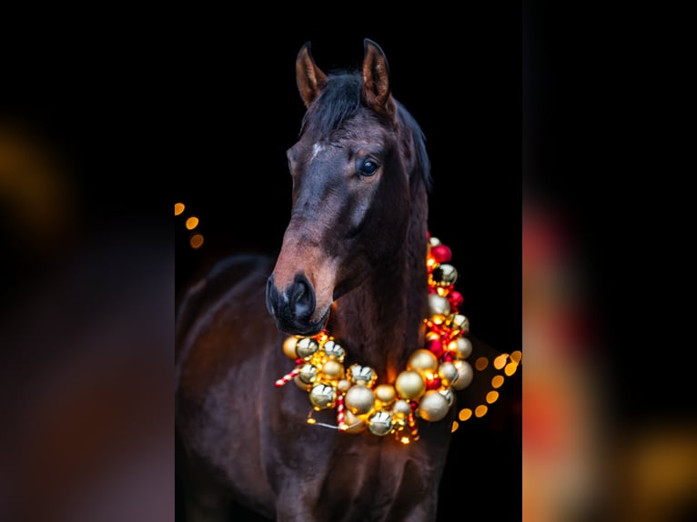 Hannoveriano Caballo castrado 4 años 172 cm Castaño oscuro in Regenstauf