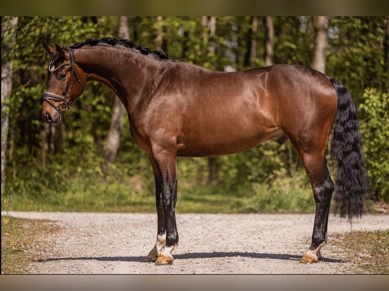 Hannoveriano Caballo castrado 4 años 172 cm Castaño oscuro in Wehringen