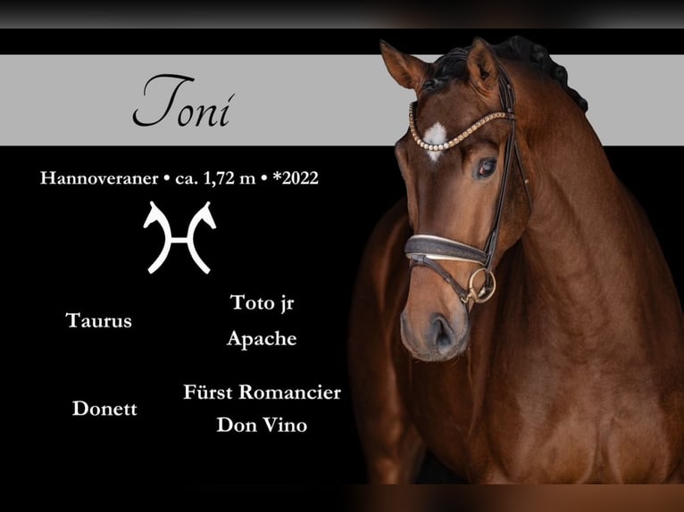 Hannoveriano Caballo castrado 4 años 172 cm Castaño oscuro in Wehringen