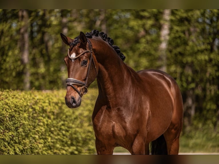 Hannoveriano Caballo castrado 4 años 172 cm Castaño oscuro in Wehringen