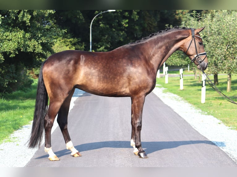 Hannoveriano Caballo castrado 4 años 172 cm Castaño oscuro in Deinstedt