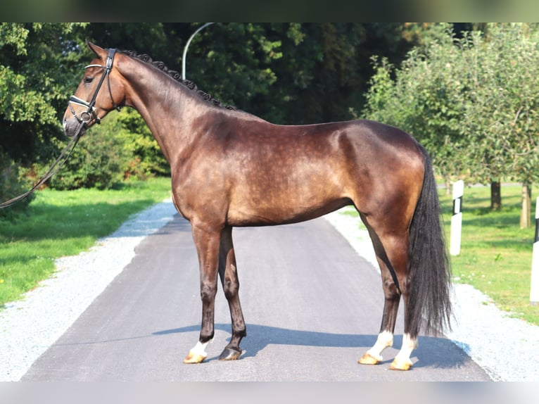 Hannoveriano Caballo castrado 4 años 172 cm Castaño oscuro in Deinstedt