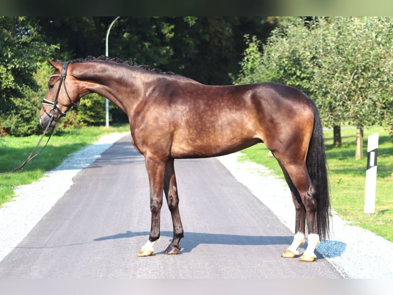 Hannoveriano Caballo castrado 4 años 172 cm Castaño oscuro in Deinstedt