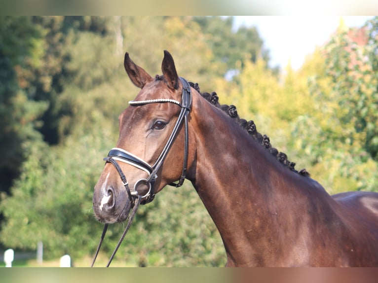 Hannoveriano Caballo castrado 4 años 172 cm Castaño oscuro in Deinstedt