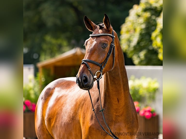 Hannoveriano Caballo castrado 4 años 172 cm Castaño oscuro in Verden