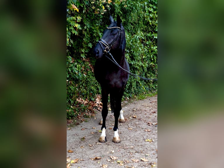 Hannoveriano Caballo castrado 4 años 172 cm Negro in Kirchlinteln