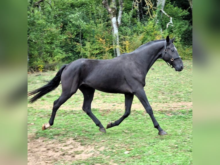 Hannoveriano Caballo castrado 4 años 172 cm Negro in Aurich Hannoveriano Caballo castrado 4 años 172 cm Negro in Aurich