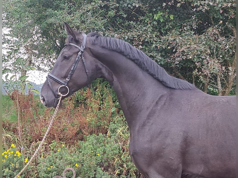 Hannoveriano Caballo castrado 4 años 172 cm Negro in Loxstedt