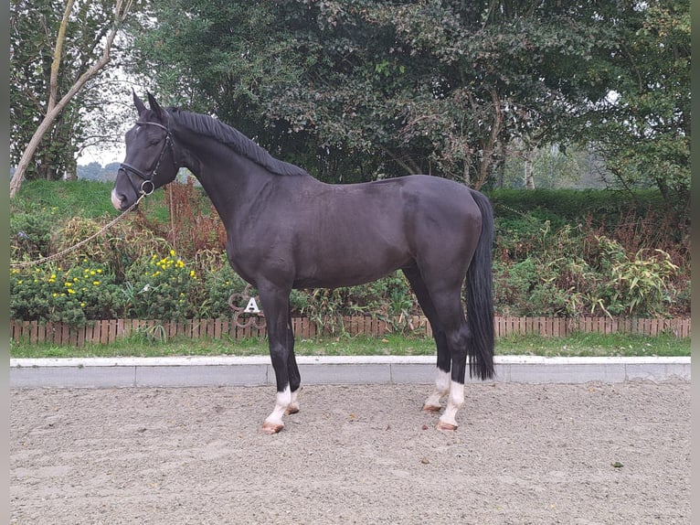 Hannoveriano Caballo castrado 4 años 172 cm Negro in Loxstedt