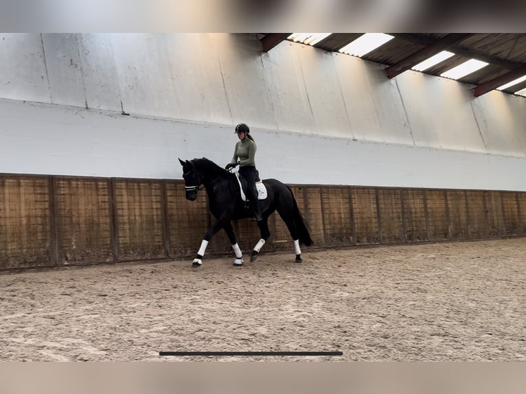 Hannoveriano Caballo castrado 4 años 172 cm Negro in Oosterhout