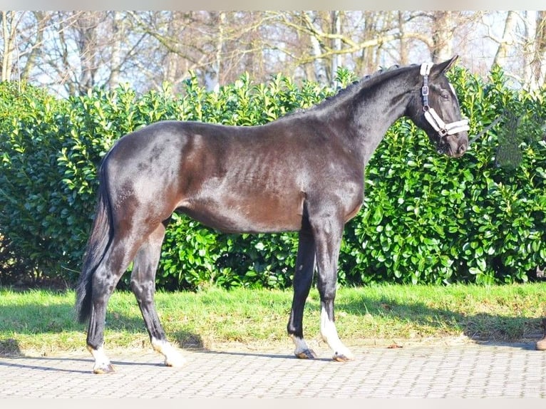 Hannoveriano Caballo castrado 4 años 172 cm Negro in Selsingen