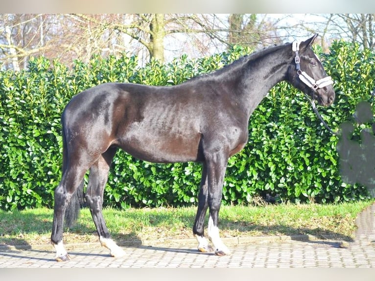 Hannoveriano Caballo castrado 4 años 172 cm Negro in Selsingen