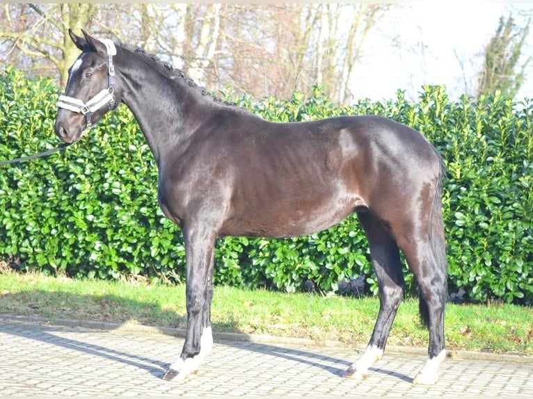 Hannoveriano Caballo castrado 4 años 172 cm Negro in Selsingen