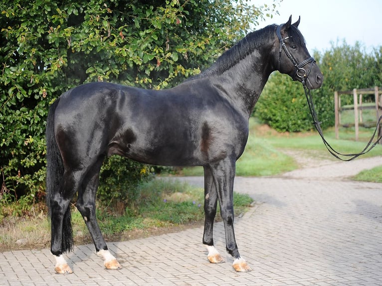 Hannoveriano Caballo castrado 4 años 172 cm Negro in Ottnang