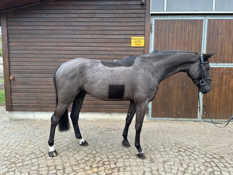 Hannoveriano Caballo castrado 4 años 172 cm Negro in Braunsbedra