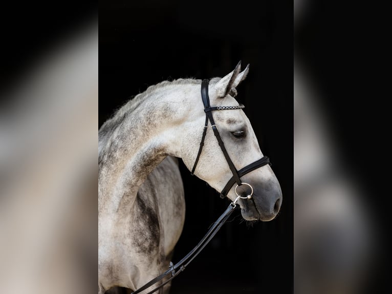 Hannoveriano Caballo castrado 4 años 172 cm Tordo in DUSZNIKI