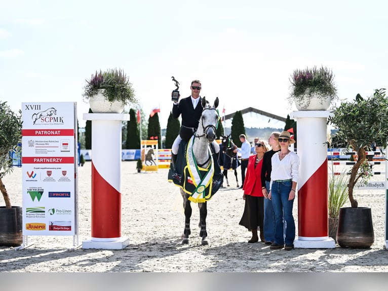 Hannoveriano Caballo castrado 4 años 172 cm Tordo in Duszniki
