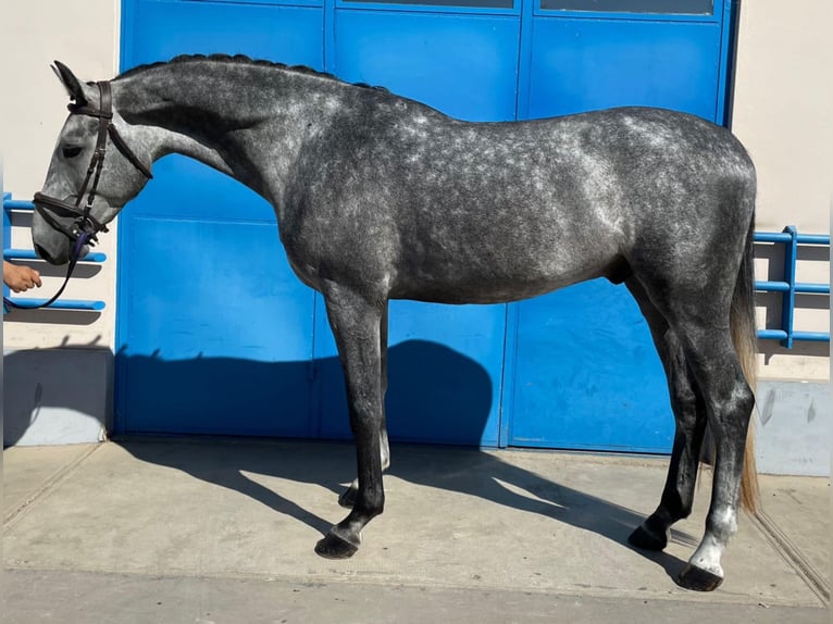 Hannoveriano Caballo castrado 4 años 172 cm Tordo in Lublin