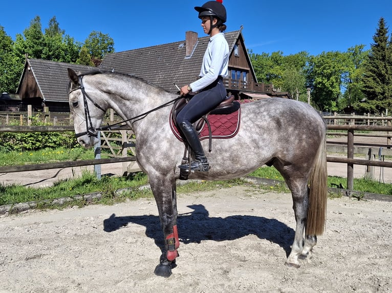 Hannoveriano Caballo castrado 4 años 172 cm Tordo rodado in Salzhausen