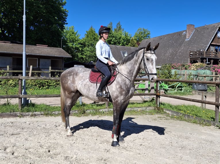 Hannoveriano Caballo castrado 4 años 172 cm Tordo rodado in Salzhausen