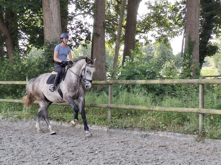 Hannoveriano Caballo castrado 4 años 172 cm Tordo rodado in Salzhausen