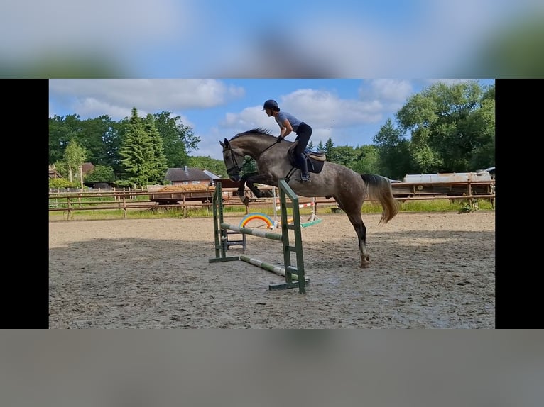 Hannoveriano Caballo castrado 4 años 172 cm Tordo rodado in Salzhausen