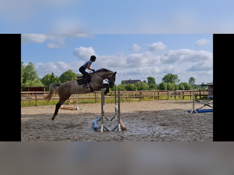 Hannoveriano Caballo castrado 4 años 172 cm Tordo rodado in Salzhausen