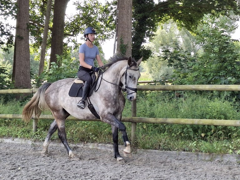 Hannoveriano Caballo castrado 4 años 172 cm Tordo rodado in Salzhausen