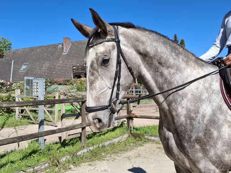 Hannoveriano Caballo castrado 4 años 172 cm Tordo rodado in Salzhausen