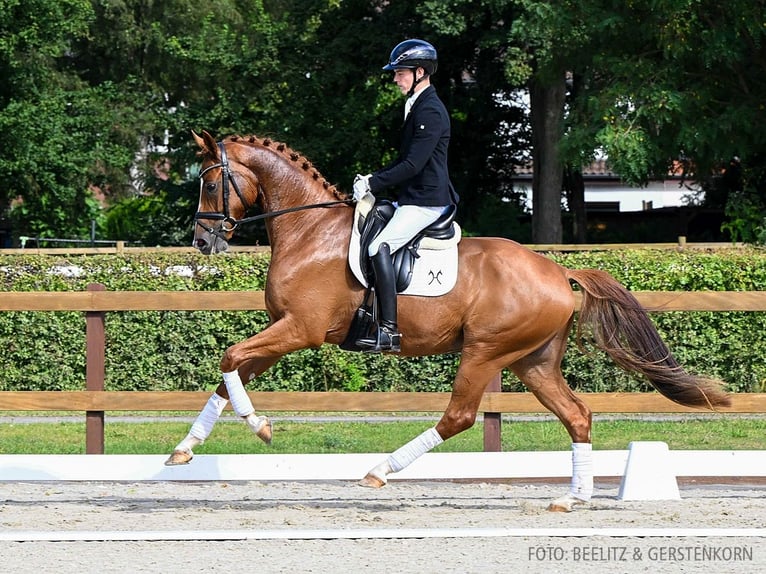 Hannoveriano Caballo castrado 4 años 173 cm Alazán in Verden