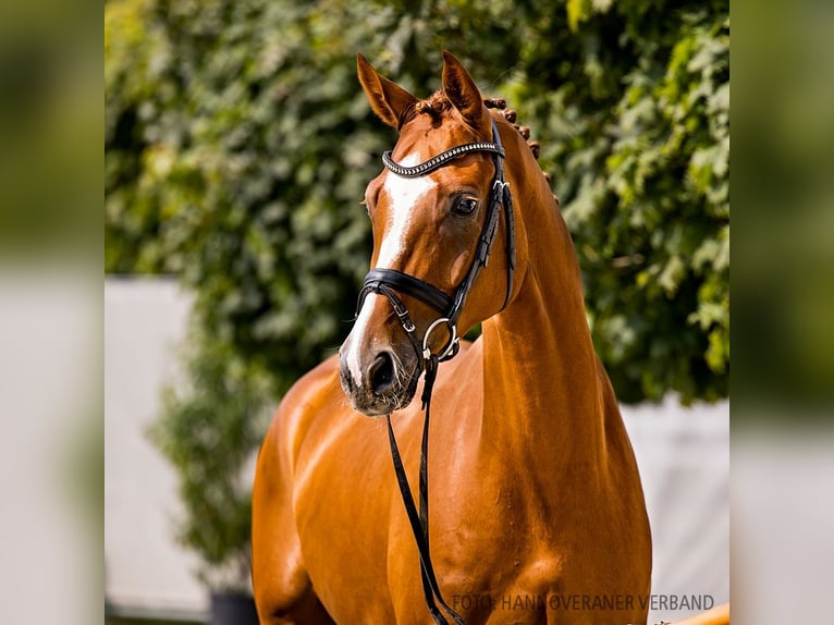 Hannoveriano Caballo castrado 4 años 173 cm Alazán in Verden