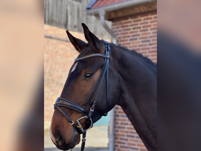 Hannoveriano Caballo castrado 4 años 173 cm in Wolfsburg