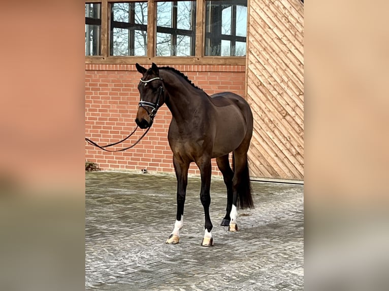 Hannoveriano Caballo castrado 4 años 173 cm Castaño in Barver