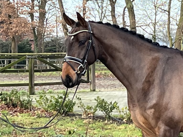 Hannoveriano Caballo castrado 4 años 173 cm Castaño in Barver