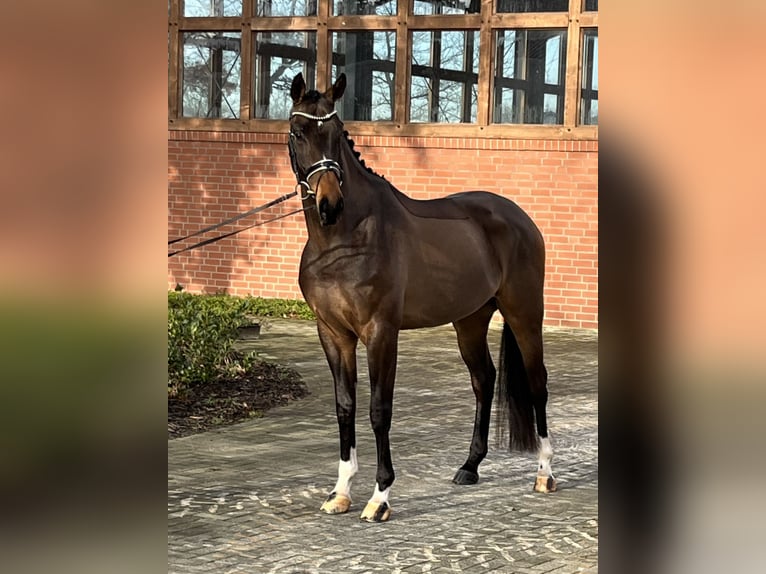 Hannoveriano Caballo castrado 4 años 173 cm Castaño in Barver