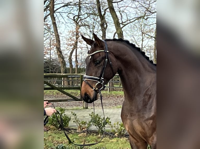 Hannoveriano Caballo castrado 4 años 173 cm Castaño in Barver