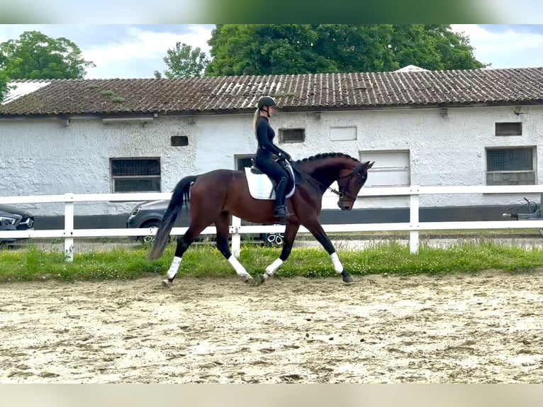 Hannoveriano Caballo castrado 4 años 173 cm Castaño in K&#xF6;ln