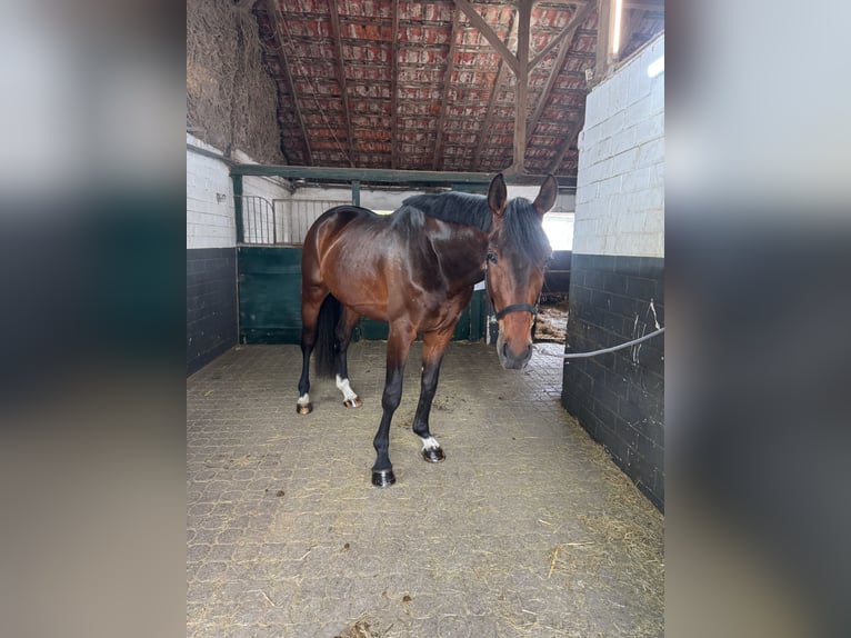 Hannoveriano Caballo castrado 4 años 173 cm Castaño in K&#xF6;ln