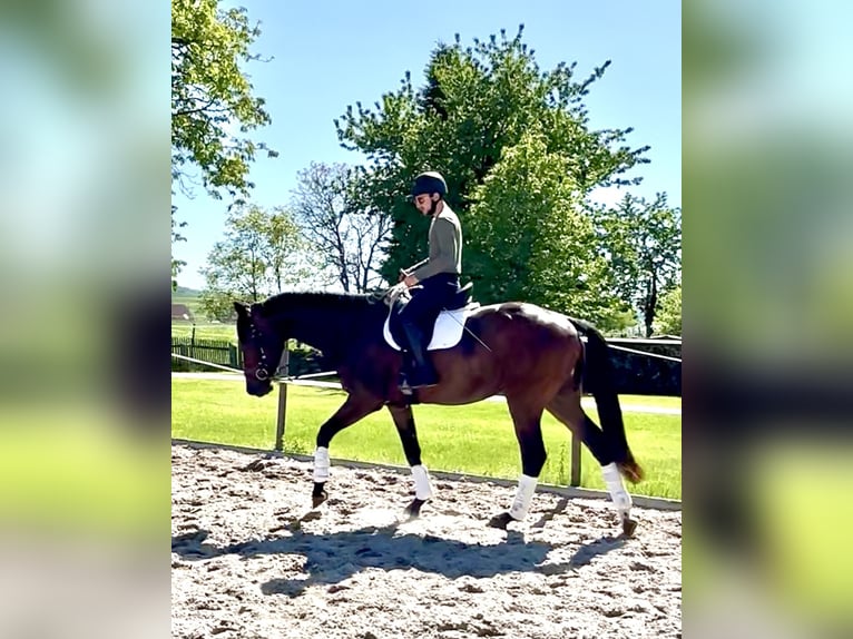 Hannoveriano Caballo castrado 4 años 173 cm Castaño in Dransfeld