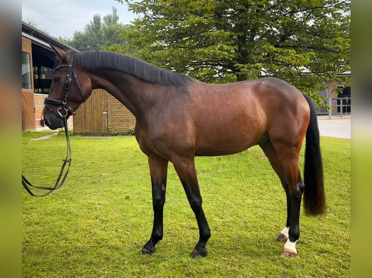 Hannoveriano Caballo castrado 4 años 173 cm Castaño in Mettmann