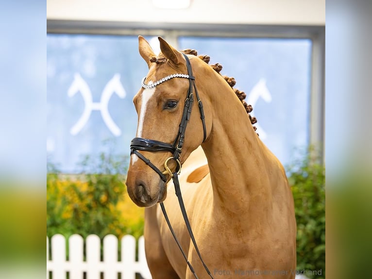 Hannoveriano Caballo castrado 4 años 173 cm Castaño in Verden