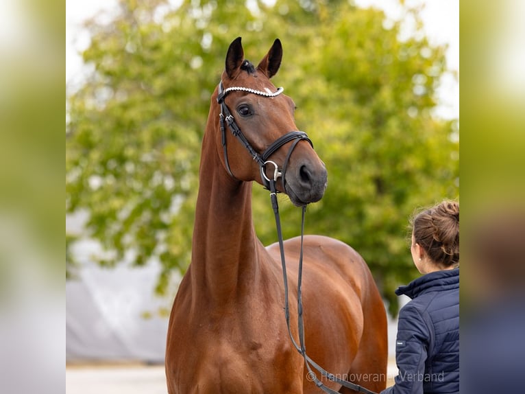 Hannoveriano Caballo castrado 4 años 173 cm Castaño in Verden