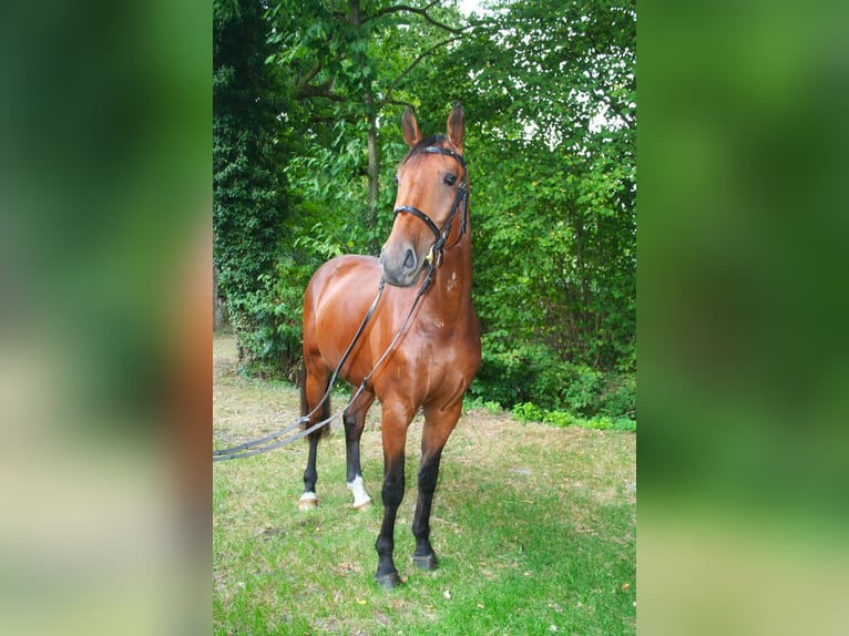Hannoveriano Caballo castrado 4 años 173 cm Castaño in Versmold