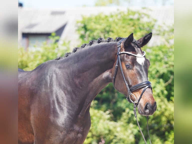 Hannoveriano Caballo castrado 4 años 173 cm Castaño oscuro in Hohenfelde