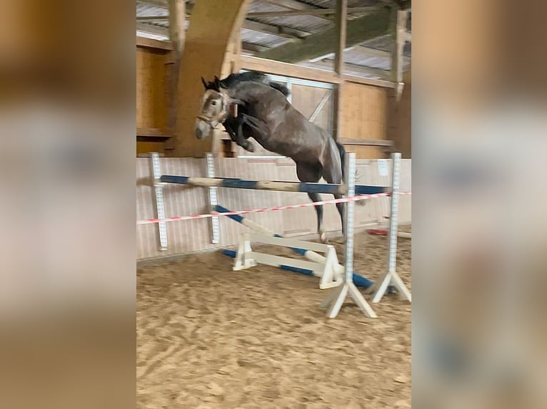 Hannoveriano Caballo castrado 4 años 173 cm Tordo rodado in Schenklengsfeld