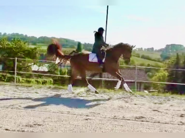 Hannoveriano Caballo castrado 4 años 174 cm Alazán in Frielendorf